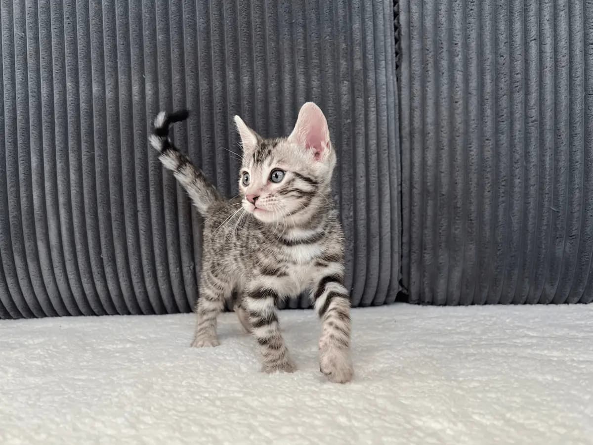 Apollo - Bengal Kitten