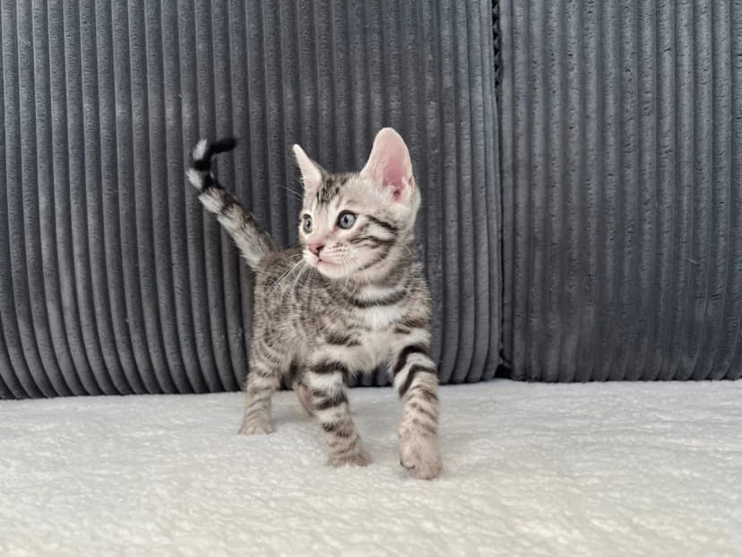 Bengal Kitten Apollo