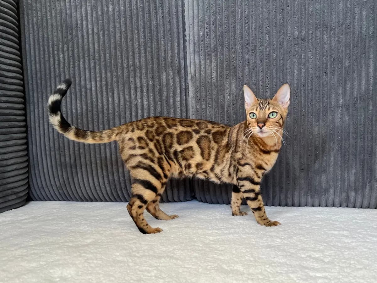 Kiana - Bengal Queen