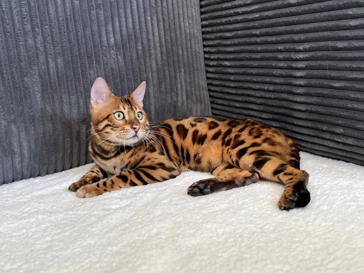 Koda - Bengal King