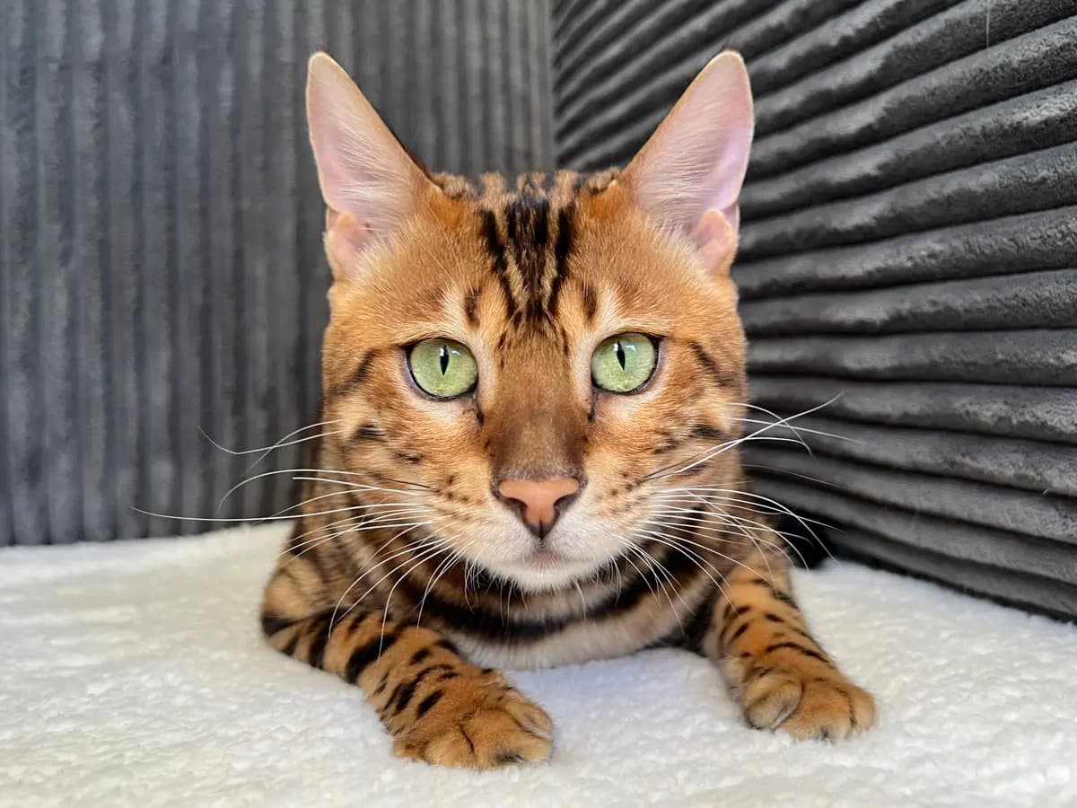 Beautiful Bengal Cat