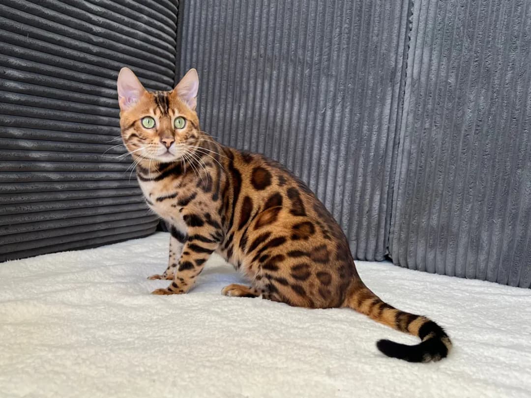 Bengal Cat Breeder