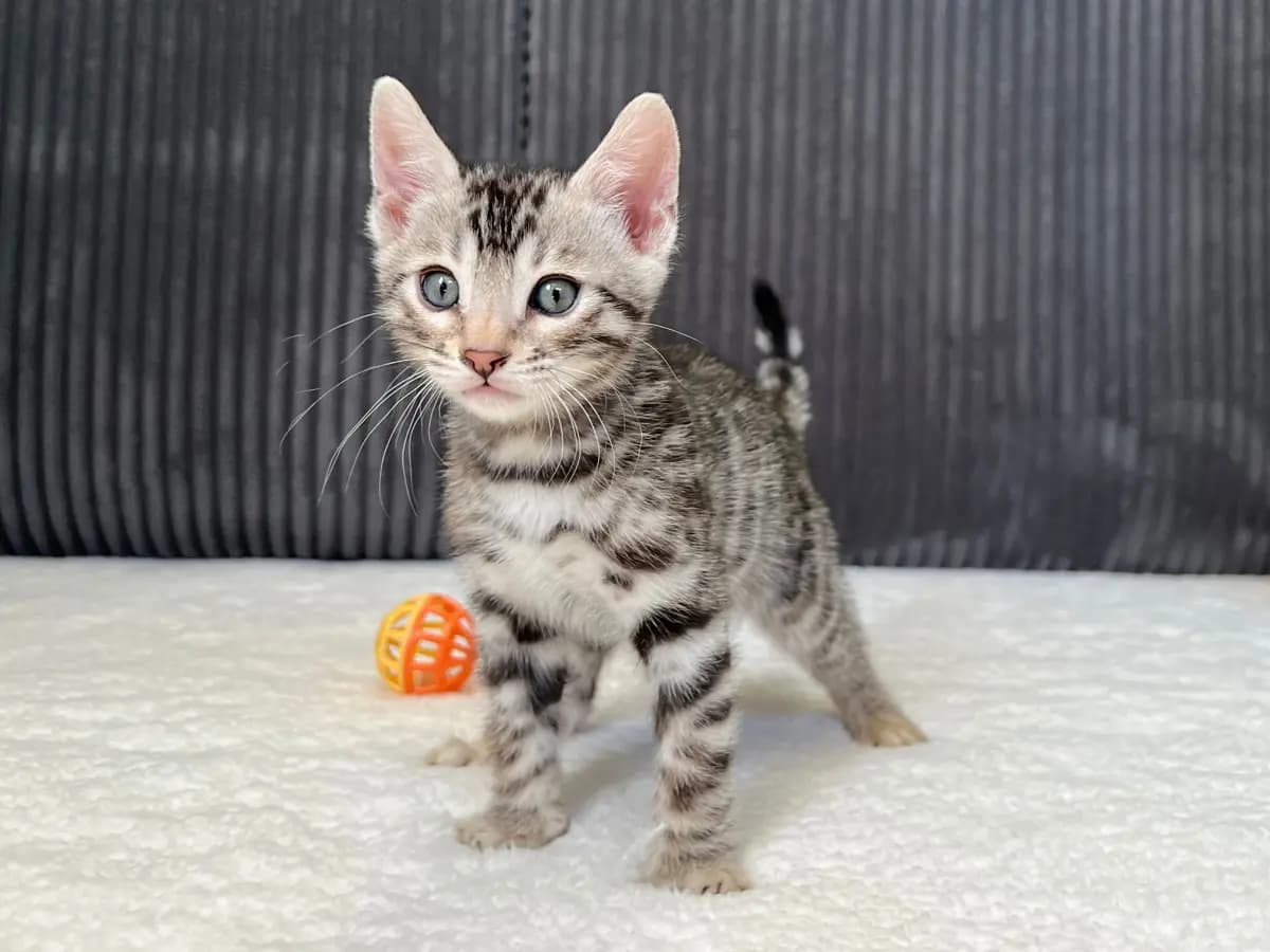 Leo - Bengal Kitten