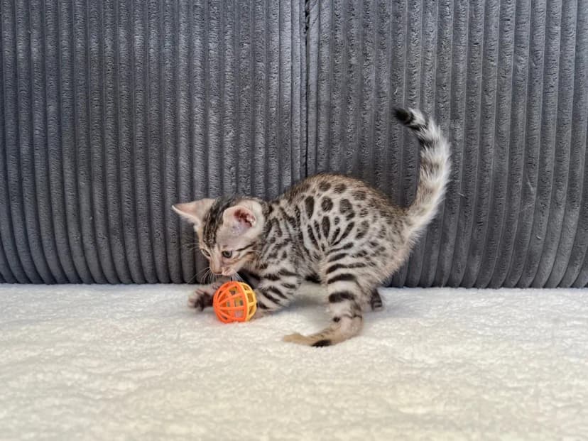 Bengal Kitten Leo