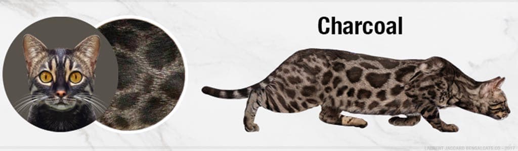 Charcoal Bengal Cat