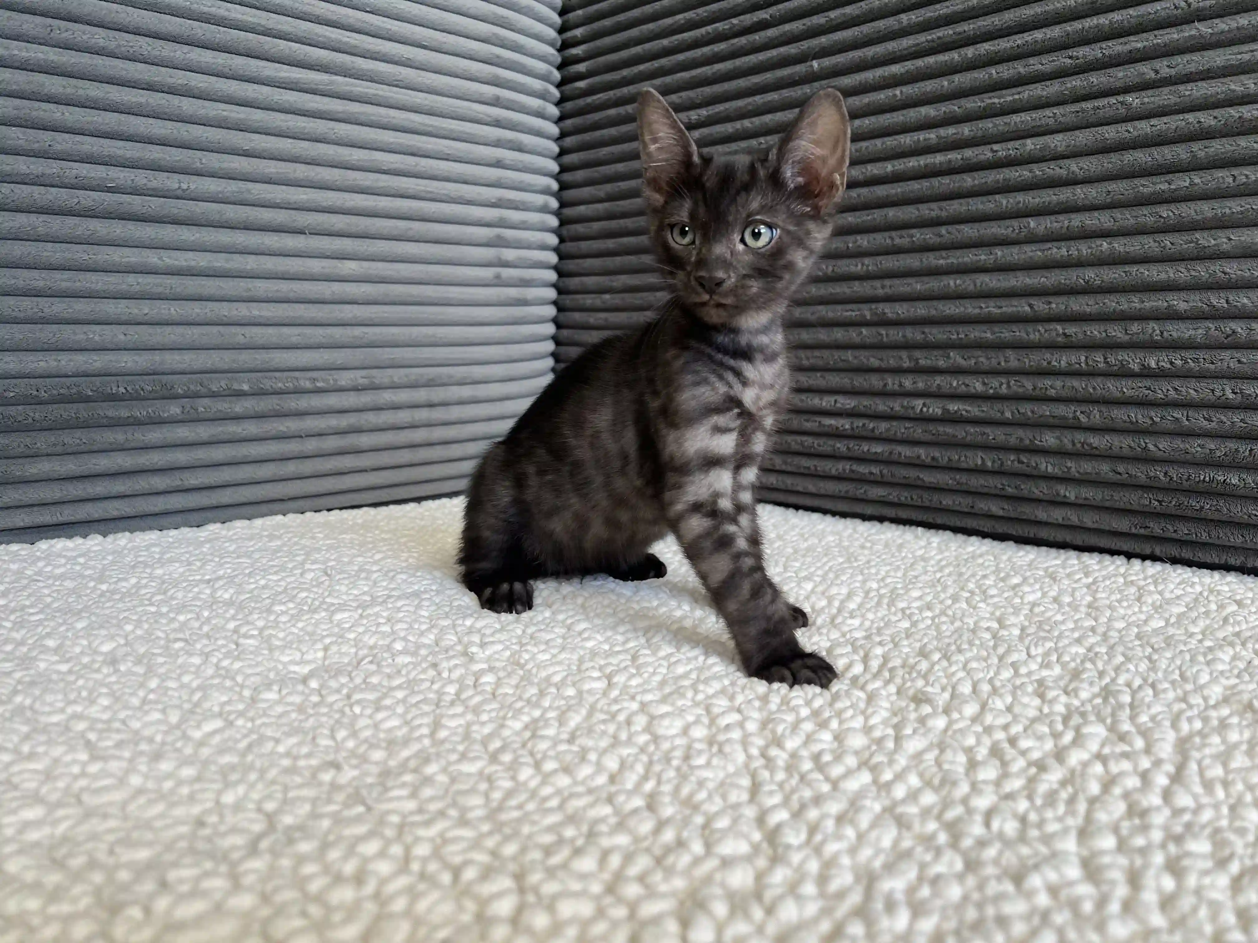 Bengal Kitten Jet
