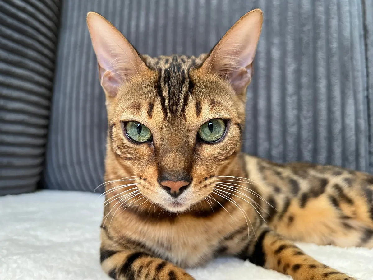 Bengal Cat