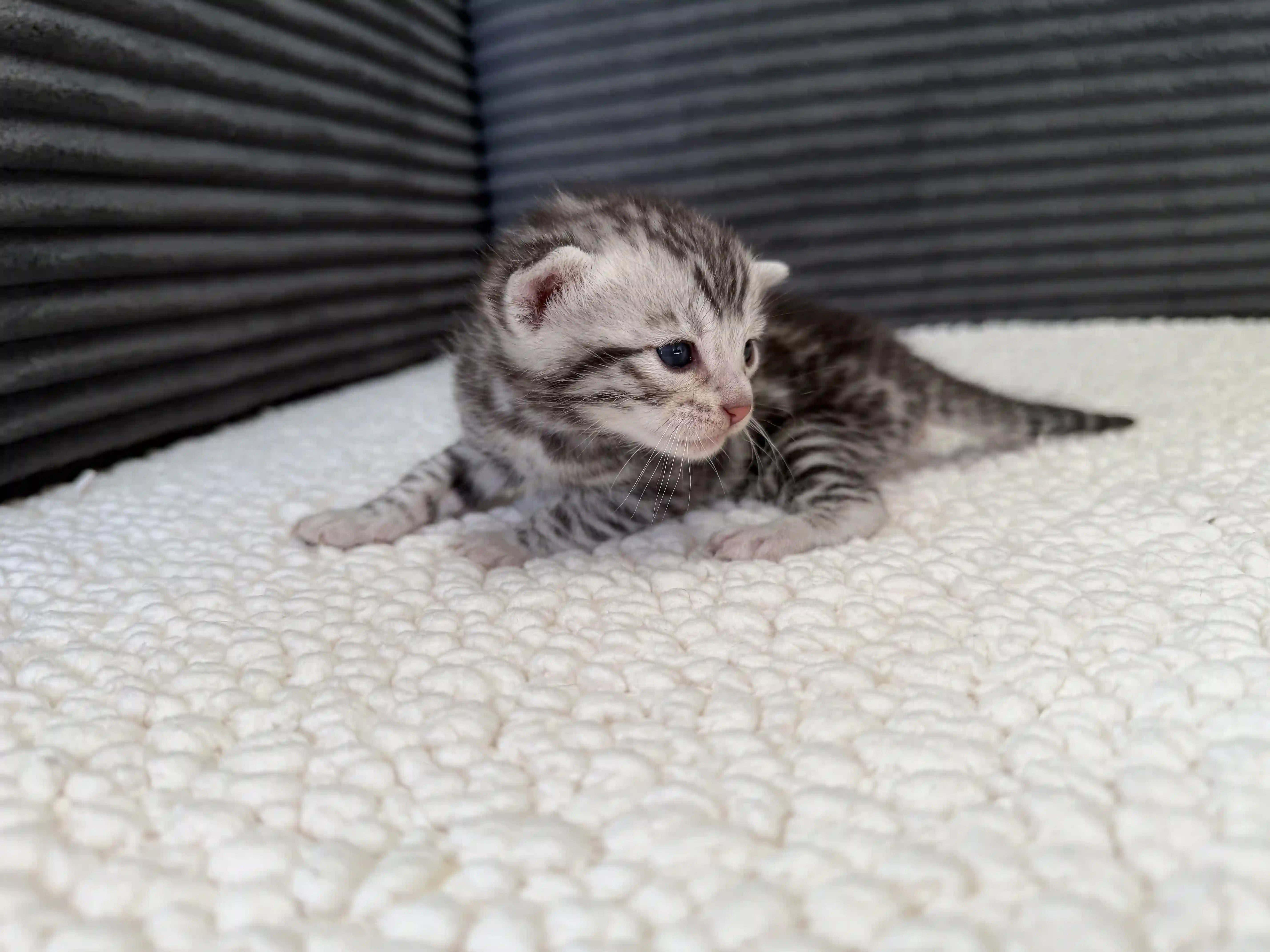 Bengal Kitten Slate