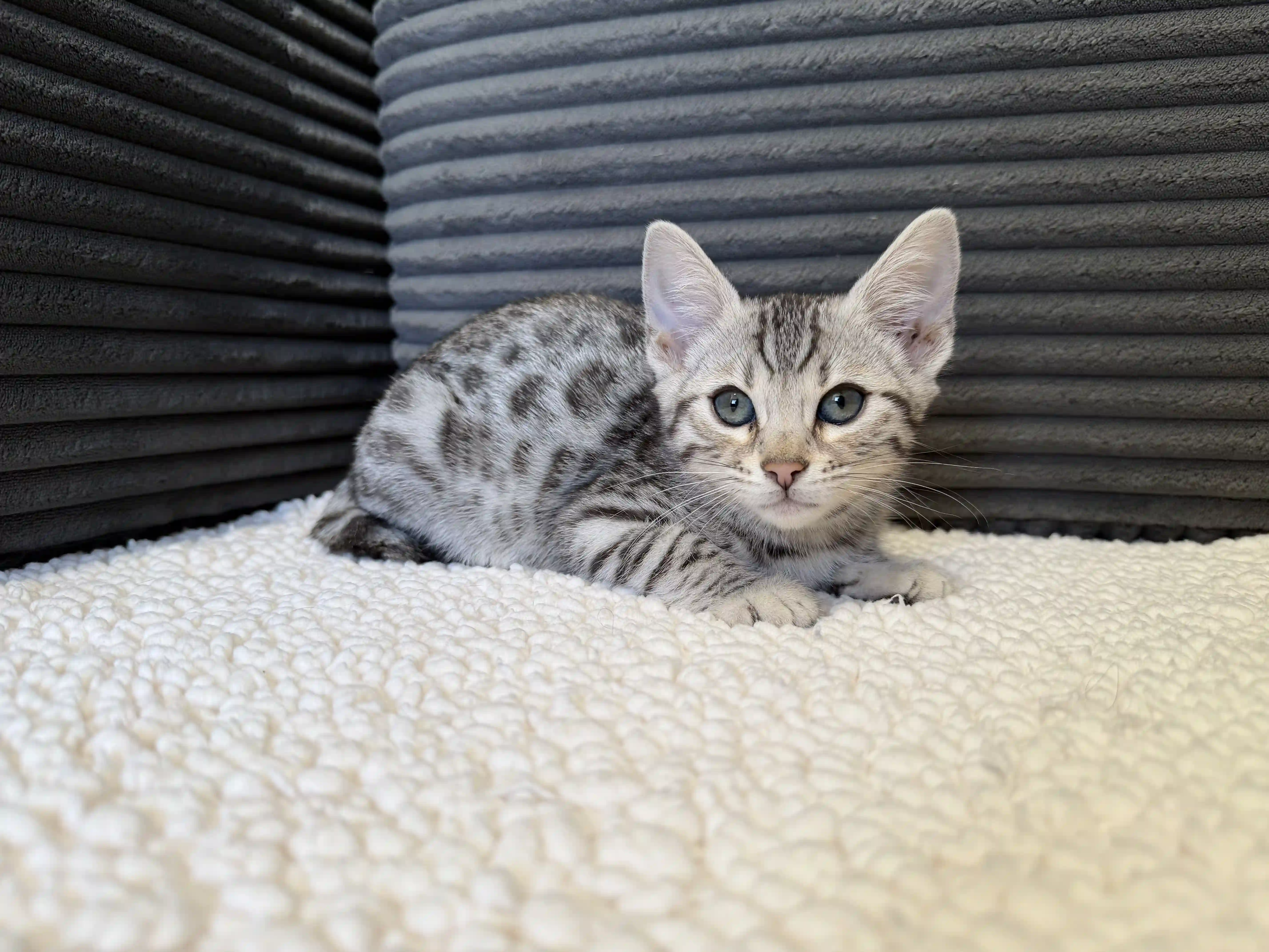 Bengal Kitten Willow